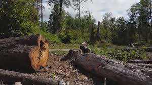 Best Tree Mulching  in Clearlake Oaks, CA