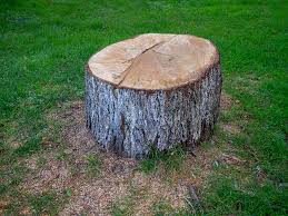 Best Tree Risk Assessment  in Clearlake Oaks, CA