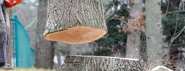 How Our Tree Care Process Works  in  Clearlake Oaks, CA