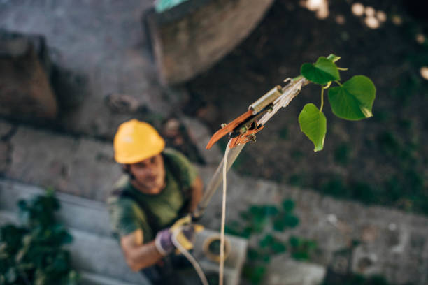 Best Tree Cabling and Bracing  in Clearlake Oaks, CA