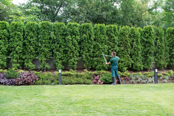 Best Arborist Consultation Services  in Clearlake Oaks, CA
