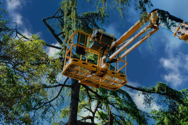Best Commercial Tree Services  in Clearlake Oaks, CA