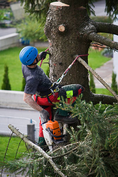 Best Fruit Tree Pruning  in Clearlake Oaks, CA