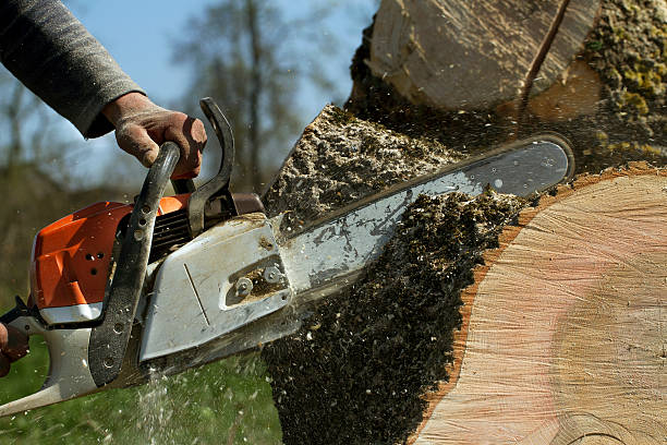  Clearlake Oaks, CA Tree Removal Pros